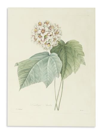 REDOUTÉ, PIERRE-JOSEPH. Four hand-colored stipple engraved plates